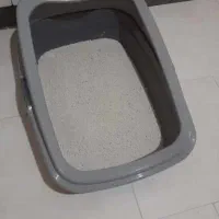 گربه خانگی|گربه|پردیس, فاز ۱۱|دیوار