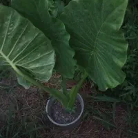 گل باباآدم