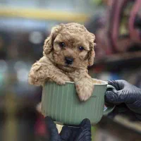 مالتیپو ، توی پودل ، پیکینیز ، شیتزوو،پامرانین|سگ|فردیس, قریشی|دیوار