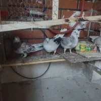 نرو ماده با جوجه|پرنده|پردیس, فاز ۸|دیوار