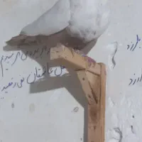 ۳تاکفتربی عیب|پرنده|شیراز, شیشه‌گری|دیوار