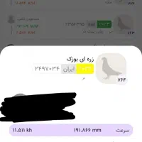 مولد|پرنده|اهواز, شریعتی جنوبی|دیوار