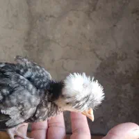 فروش جوجه بوقلمون4ماهه،وجوجه مرغ 2ماهه|حیوانات مزرعه|کازرون, |دیوار