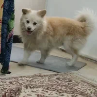 سگ پا کوتاه باهوش