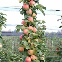 نهال سیب گالا و گلدن پایه مالینگ|خدمات باغبانی و درختکاری|سردشت, |دیوار