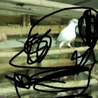 نرشیرازی‌مست‌وپرشتی