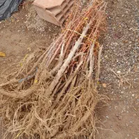 تولیدات انواع نهال زرشک وعناب/میوه/زیتون