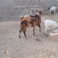 نر بز نژاد بچی