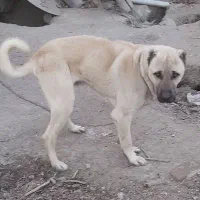 سگ کنگال|سگ|قروه, |دیوار