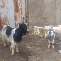 بز و بزغاله گوسفند