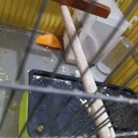 پرنده|لوازم جانبی حیوانات|قم, ولیعصر|دیوار