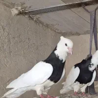 فروش چند عدد طوقی بدون خطا