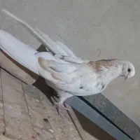 چند عدد کبوتر نوک ریز سرور و سیاه