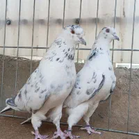 کبوتر|پرنده|تهران, امیریه|دیوار