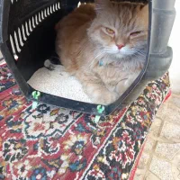 گربه گمشده|حیوانات|کرمانشاه, |دیوار