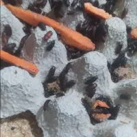 کرم میلورم زنده|خزنده|بروجرد, |دیوار