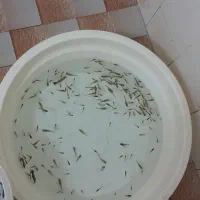 ماهی گوپی دانه ۴