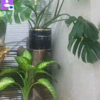 گل و گیاه|گل و گیاه طبیعی|قم, باجک یک|دیوار