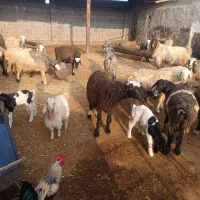 فروش بیست راس میش داشتی با بره
