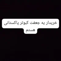 کبوتر پاکستانی