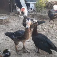 سیکا و خروس