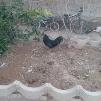 خروس فونیکس|حیوانات مزرعه|راور, |دیوار