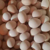 تخم مرغ خانگی محلی ارگانیک