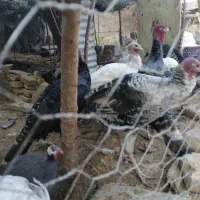 بوقلمون محلی و برنز