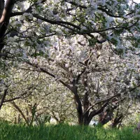 فروش دوهکتار باغ سیب و گردو و آلوچه|فروش زمین و ملک کلنگی|مراغه, |دیوار