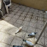 کبوتر سر حال