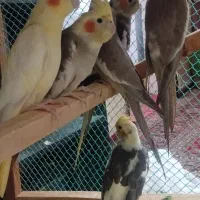 عروس هلندی|پرنده|بندرعباس, |دیوار