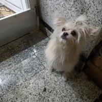 سگ پامر|سگ|قم, زاویه|دیوار