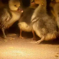 ۱۱عدد جوجه غاز دورگه|حیوانات مزرعه|مریوان, |دیوار