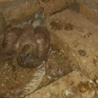 جوجه کبوتر