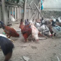 مرغ خروس محلی و گلینی|حیوانات مزرعه|کردکوی, |دیوار