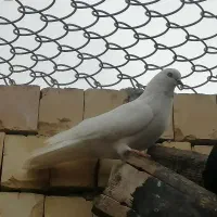 شیخ ابری ماده