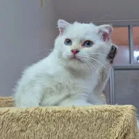 گربه اسکاتیش ماده ۳ ماهه