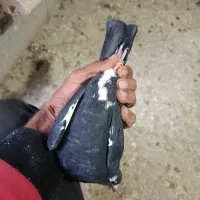 پلنگ فروشی|پرنده|بردسیر, |دیوار