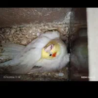 عروس هلندی