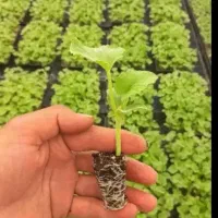 (نشا ملون جانا بادمجون بامیه گوجه هندوانه)