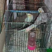 پرنده عروس|پرنده|صومعه‌سرا, |دیوار