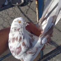 کفتر پرش بالا به 9ساعتی