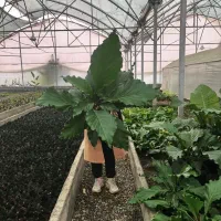 فروش انواع گلهای اپارتمانی