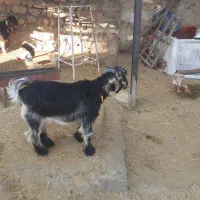 دوتا بیگ‌ نر شیری چاق