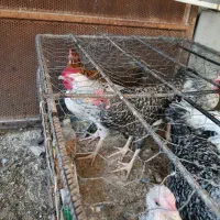 مرغ|حیوانات مزرعه|چرام, |دیوار