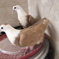 کفتر کلسفید زرد پرتغالی
