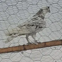 کبوتر پرشی هما سرور