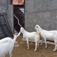 4تا بز گلابی جوان آبستن مایه دار|حیوانات مزرعه|بروجرد, |دیوار