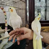 عروس هلندی لوتینو|پرنده|قم, پردیسان|دیوار