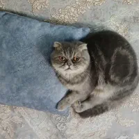 گربه